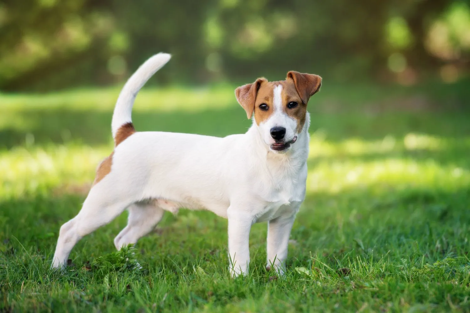 Jack Russell Züchter mit Welpen Hessen