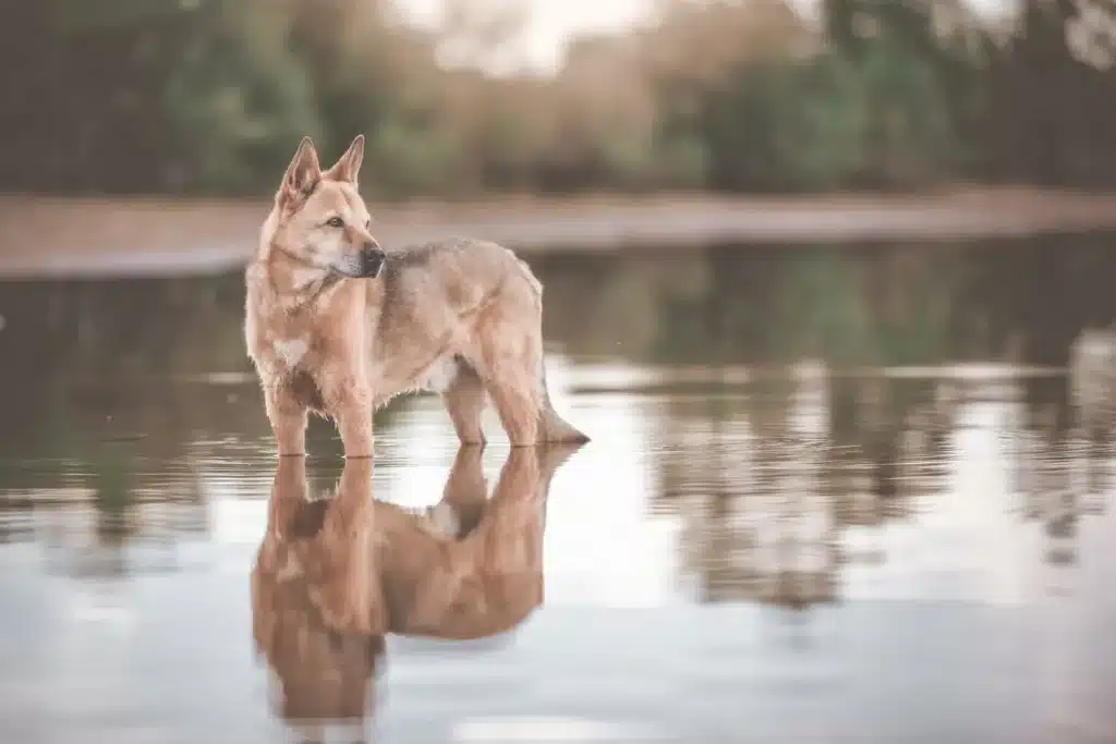 Kanaan-Hund Züchter mit Welpen Bremen