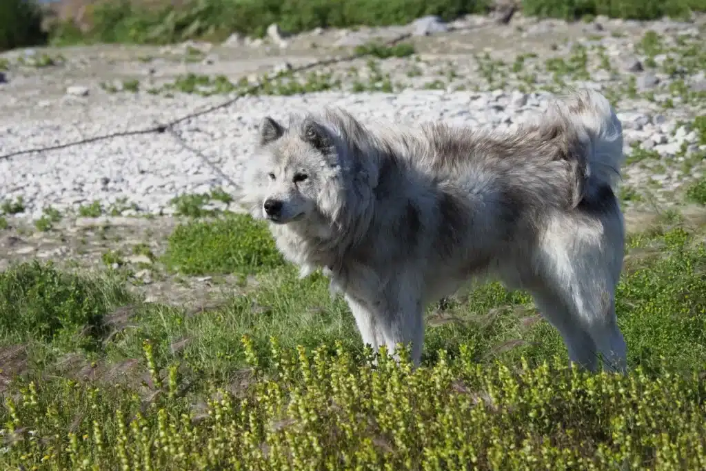 Kanadischer Eskimohund Züchter mit Welpen Sachsen