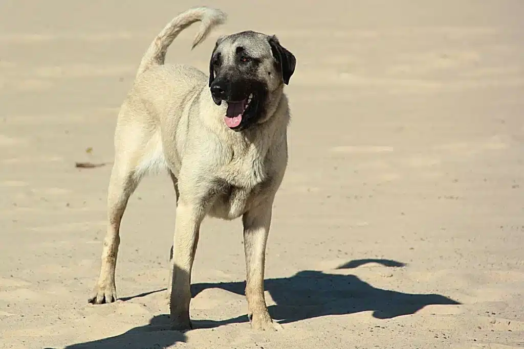 Kangal Züchter mit Welpen Thüringen