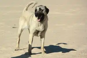 Read more about the article Kangal Züchter