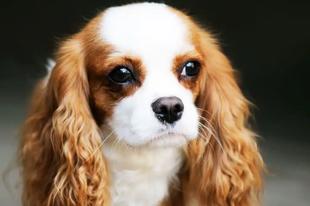 King Charles Spaniel Züchter mit Welpen Hessen