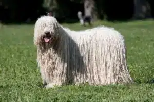 Read more about the article Komondor Züchter