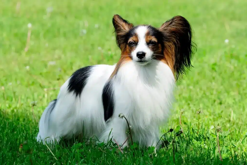 Kontinentaler Zwergspaniel Züchter mit Welpen Bremen