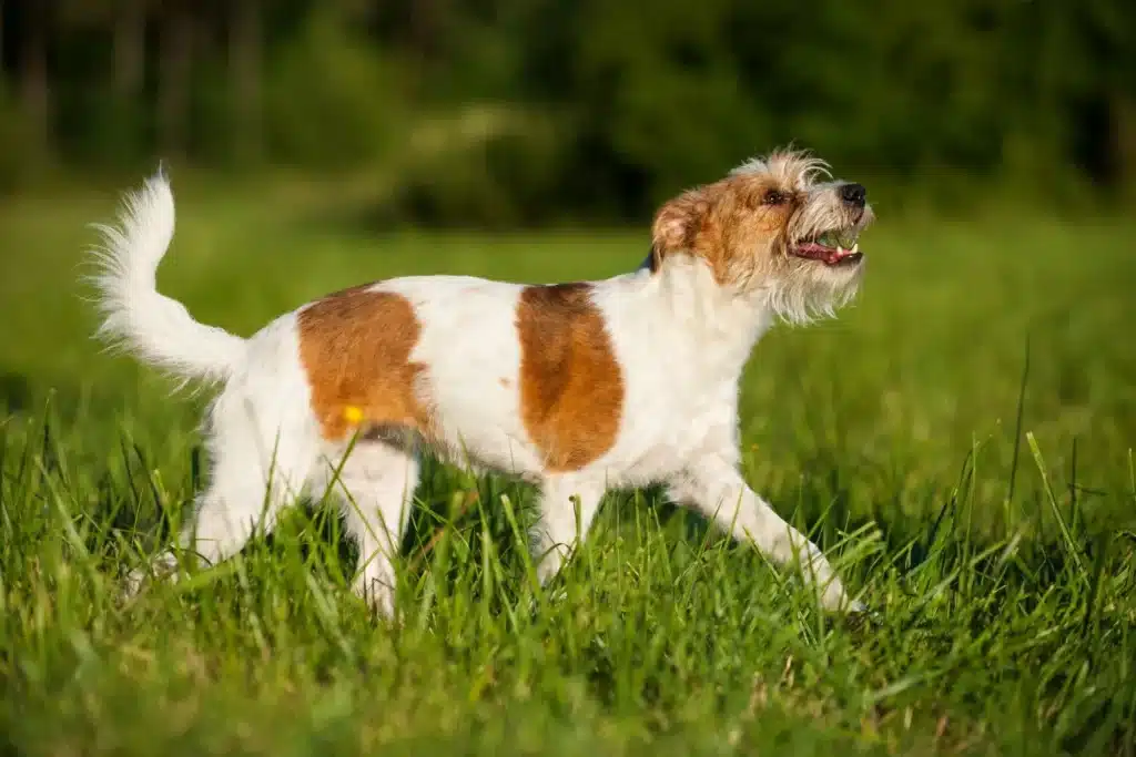 Kromfohrländer Züchter mit Welpen Schleswig-Holstein