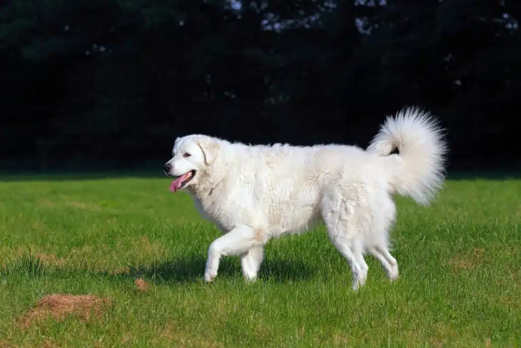 Kuvasz Züchter mit Welpen Bremen