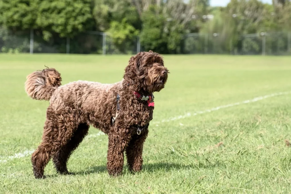 Labradoodle Züchter mit Welpen Bremen