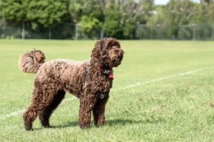 Read more about the article Labradoodle Züchter
