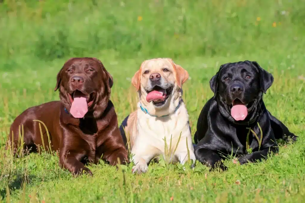 Labrador Züchter mit Welpen Schweiz