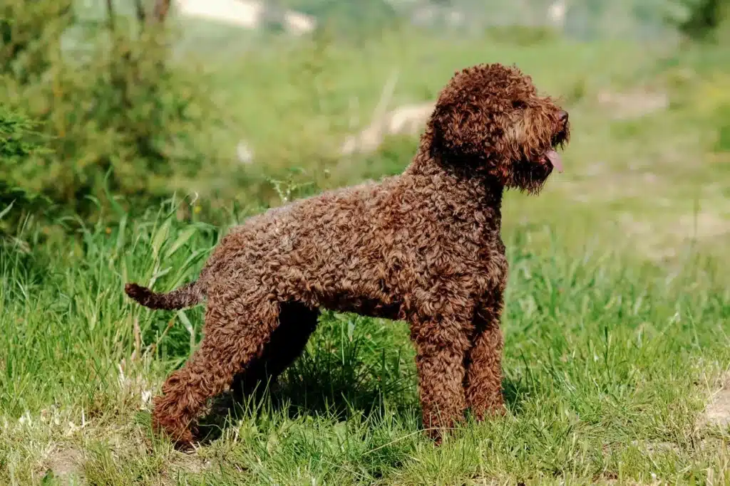 Lagotto Romagnolo Züchter mit Welpen Baden-Württemberg