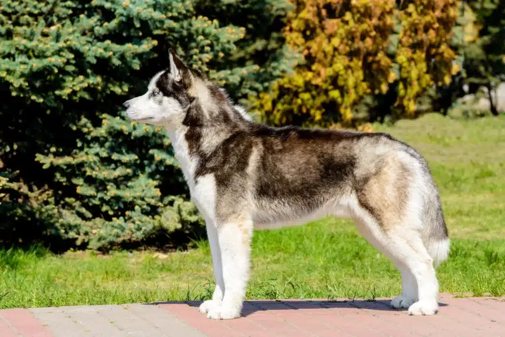 Laika Züchter mit Welpen Bremen