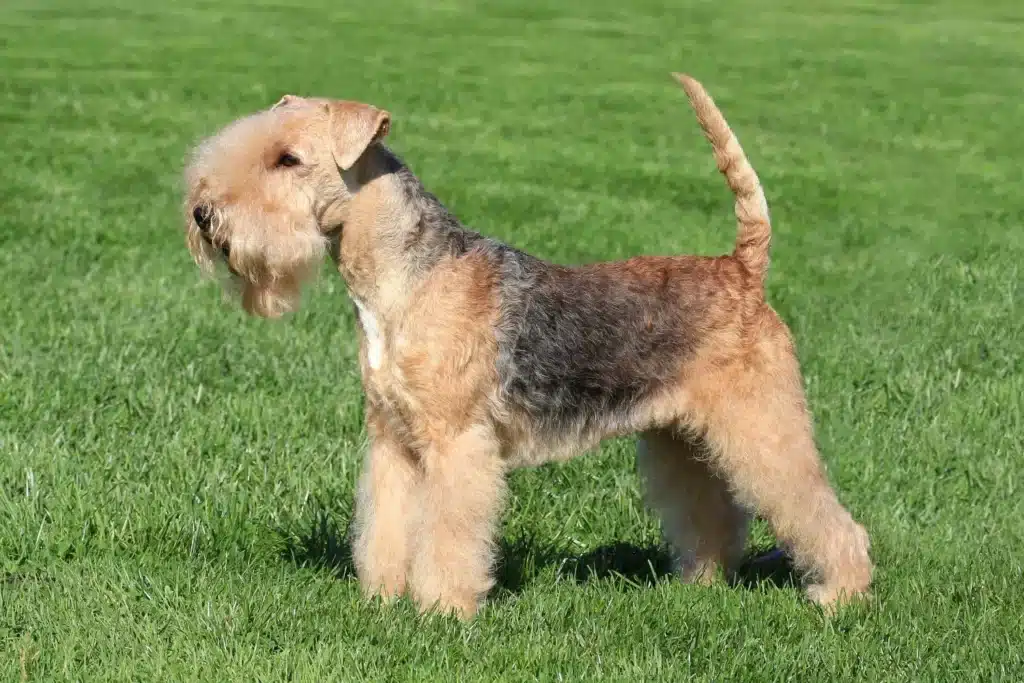 Lakeland Terrier Züchter mit Welpen Nordrhein-Westfalen