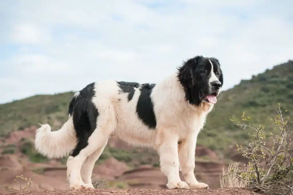 Landseer Züchter mit Welpen Brandenburg