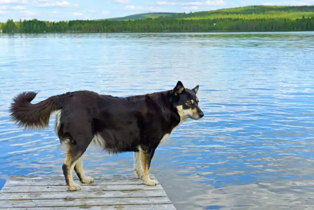 Lappländischer Rentierhund Züchter mit Welpen Schweiz