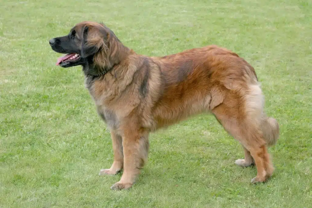 Leonberger Züchter mit Welpen Schleswig-Holstein