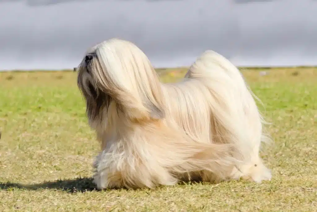 Lhasa Apso Züchter mit Welpen Schweiz