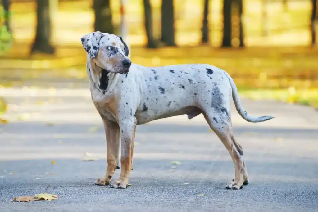 Louisiana Catahoula Leopard Dog Züchter mit Welpen Sachsen-Anhalt