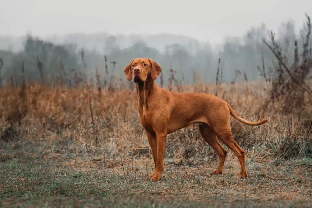 Magyar Vizsla Züchter mit Welpen Sachsen-Anhalt