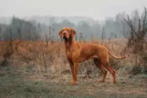 Read more about the article Magyar Vizsla Züchter