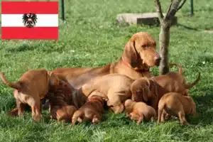 Read more about the article Magyar Vizsla Züchter und Welpen in Österreich