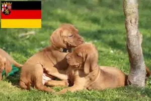 Read more about the article Magyar Vizsla Züchter und Welpen in Rheinland-Pfalz