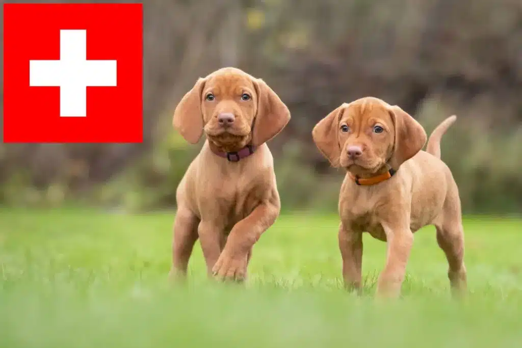 Magyar Vizsla Züchter mit Welpen Schweiz