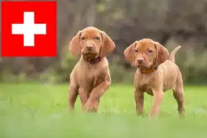 Read more about the article Magyar Vizsla Züchter und Welpen in der Schweiz