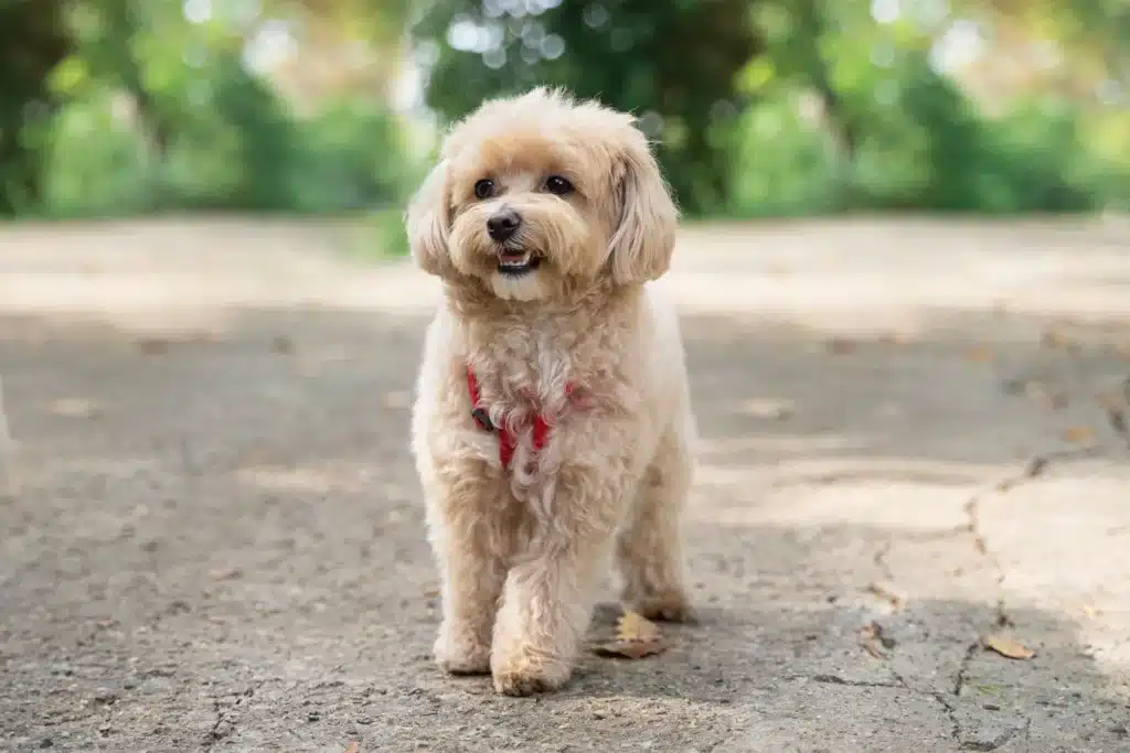 Maltipoo Züchter mit Welpen Sachsen-Anhalt