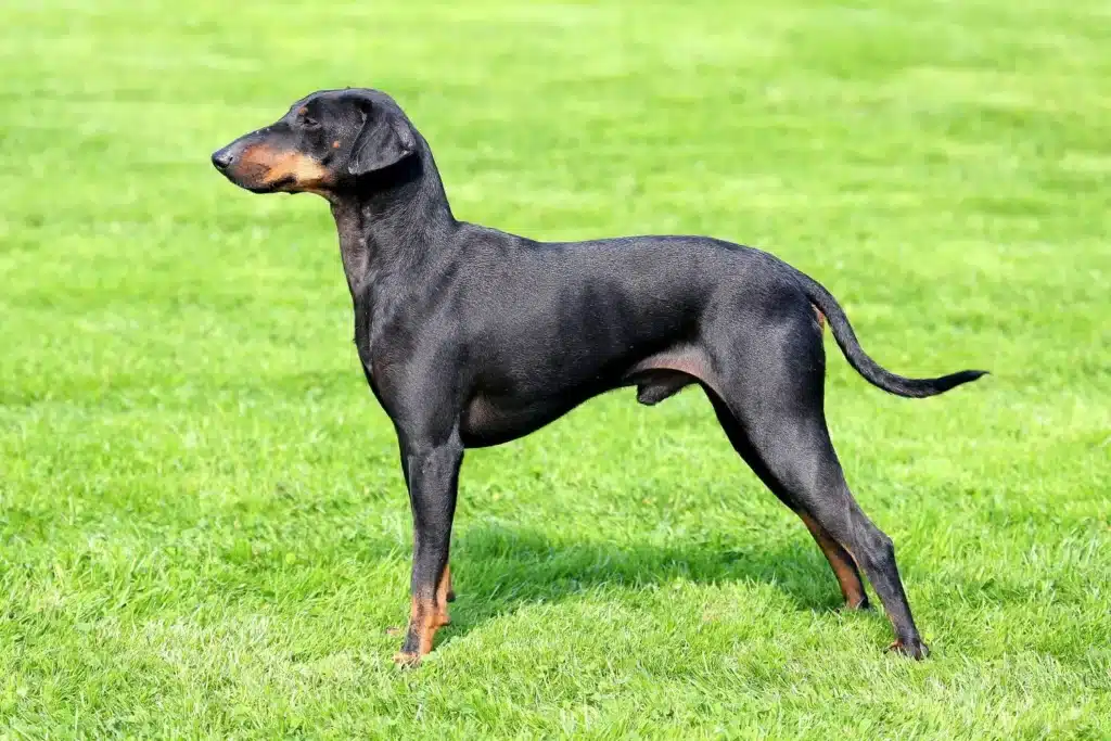 Manchester-Terrier Züchter mit Welpen Bayern