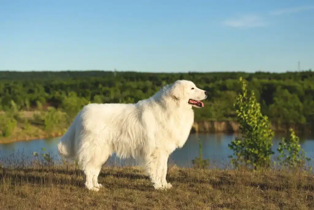 Maremmen-Abruzzen-Schäferhund Züchter