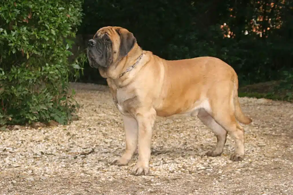 Mastiff Züchter mit Welpen Thüringen