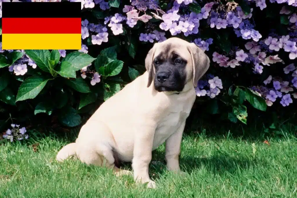 Mastiff Züchter mit Welpen Deutschland