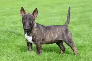 Read more about the article Miniature Bull Terrier Züchter