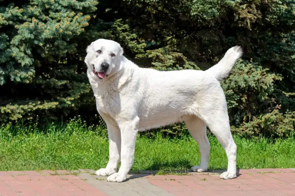 Mittelasiatischer Schäferhund Züchter mit Welpen Bremen