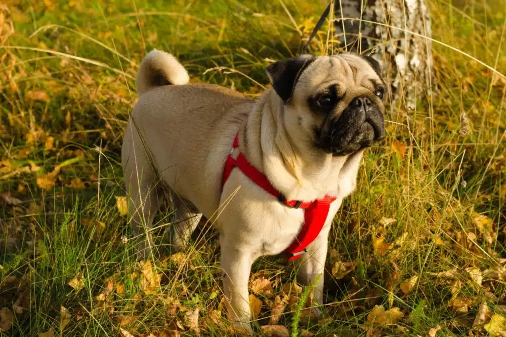 Mops Züchter mit Welpen Saarland