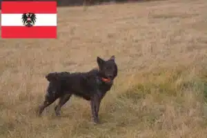 Mehr über den Artikel erfahren Mudi Züchter und Welpen in Österreich