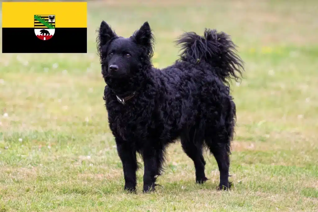 Mudi Züchter und Welpen in SachsenAnhalt DogWeb Hundeportal
