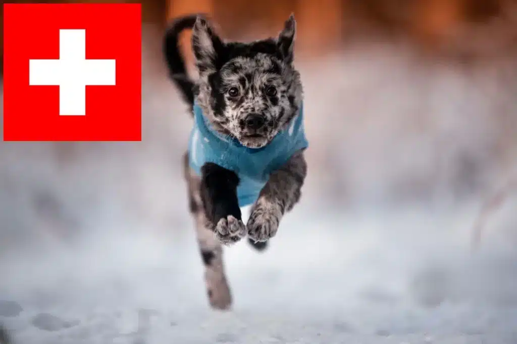 Mudi Züchter mit Welpen Schweiz