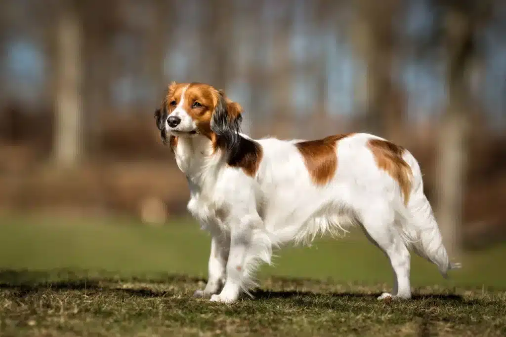 Nederlandse Kooikerhondje Züchter