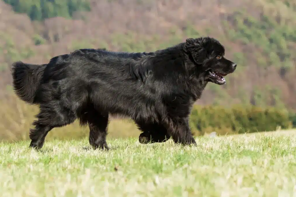 Neufundländer Züchter mit Welpen Österreich