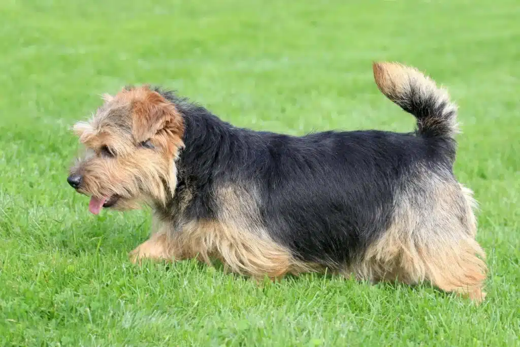 Norfolk Terrier Züchter mit Welpen Sachsen-Anhalt