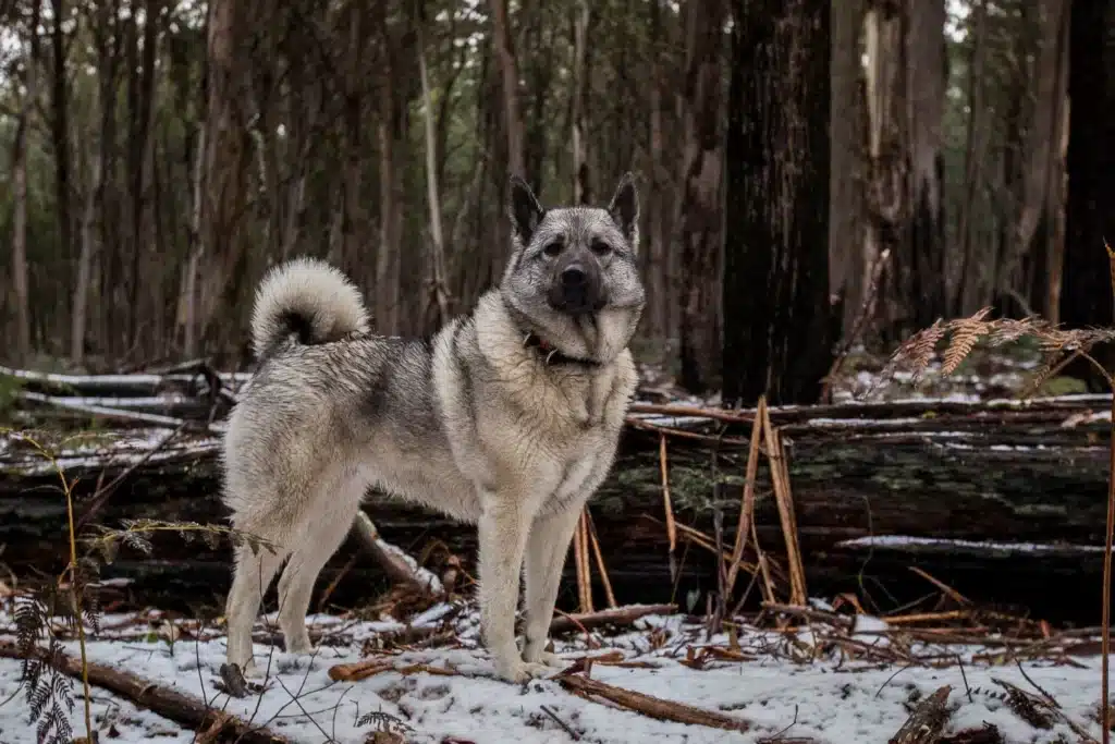 Norwegischer Elchhund grau Züchter