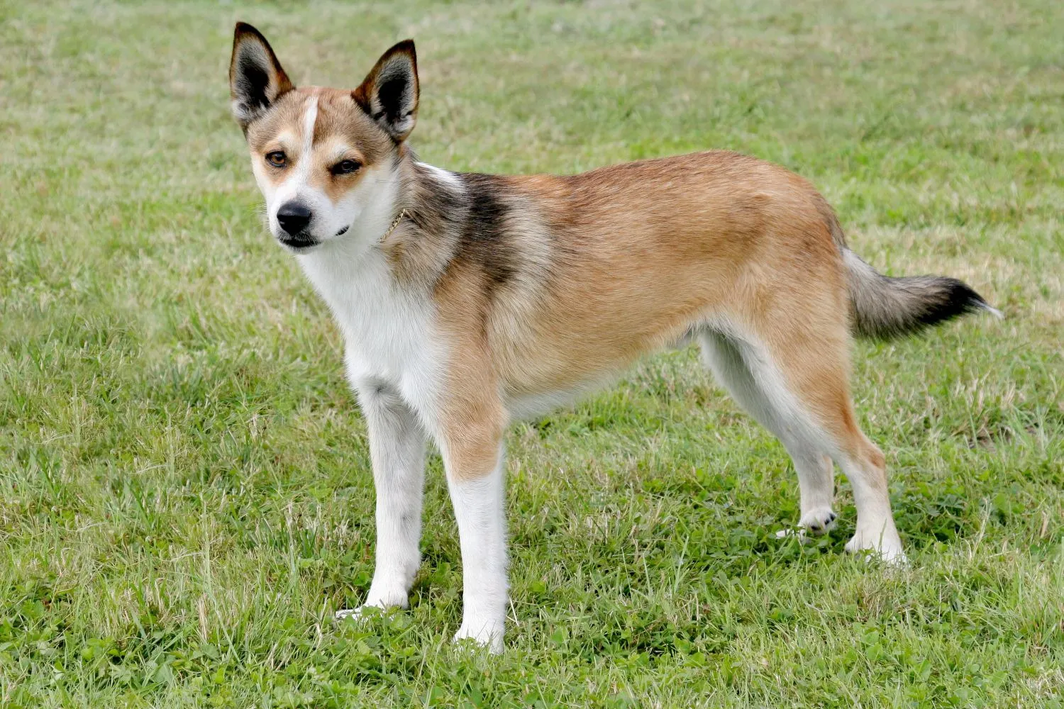 Norwegischer Lundehund Züchter mit Welpen Bayern