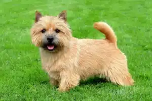 Read more about the article Norwich Terrier Züchter