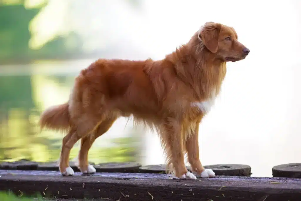 Nova Scotia Duck Tolling Retriever Züchter mit Welpen Saarland