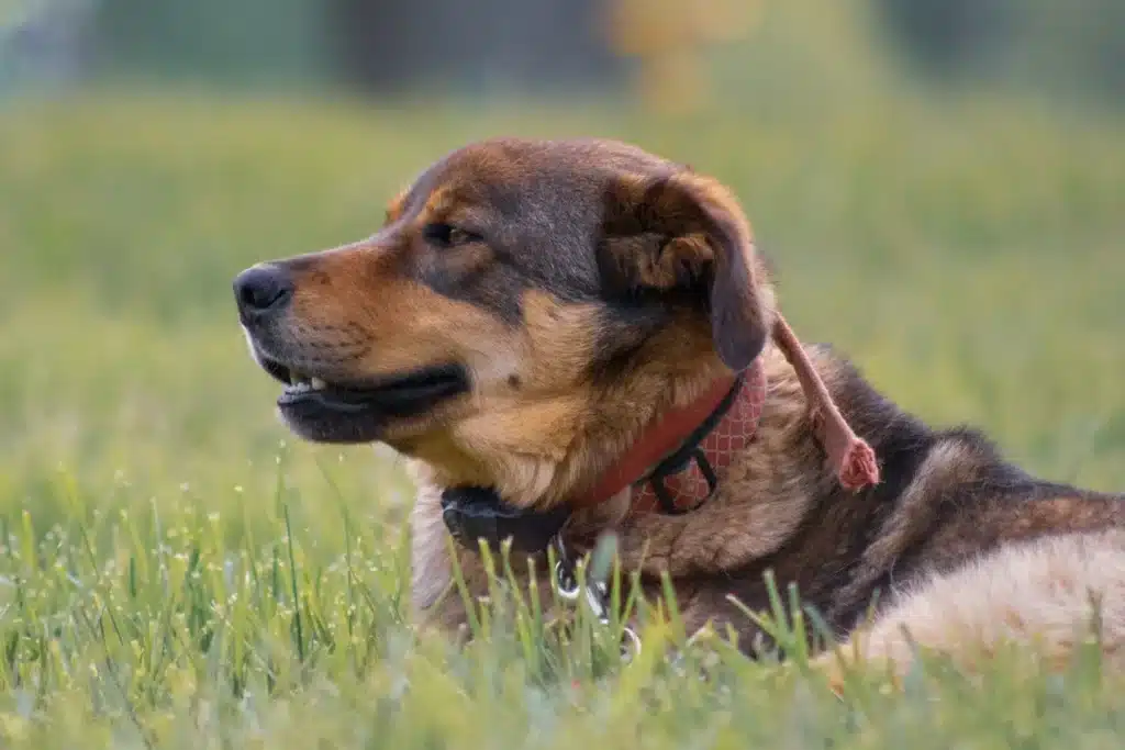 Österreichischer Pinscher Züchter mit Welpen Rheinland-Pfalz