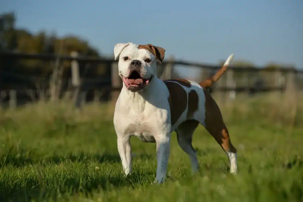 Olde English Bulldogge Züchter mit Welpen Schleswig-Holstein