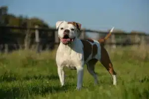 Read more about the article Olde English Bulldogge Züchter
