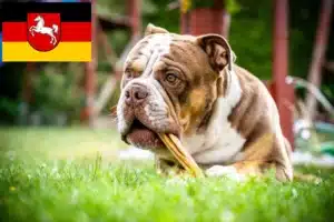 Read more about the article Olde English Bulldogge Züchter und Welpen in Niedersachsen