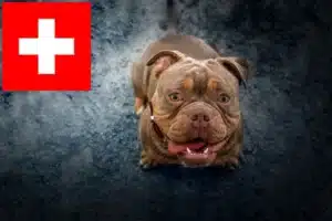 Read more about the article Olde English Bulldogge Züchter und Welpen in der Schweiz